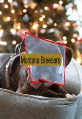 boxer breeders in montana|herts boxers montana.